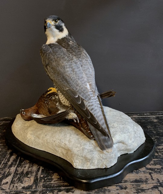 Taxidermy Peregrin Falcon with grouse