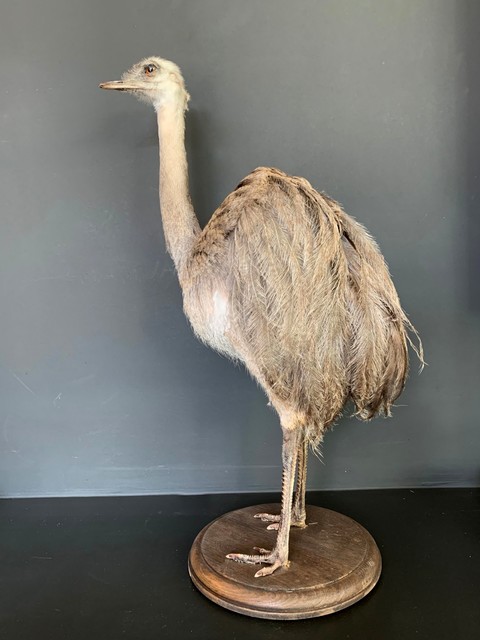 Taxidermy rhea