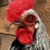 Taxidermy rooster head