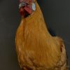 Stately stuffed Brahma rooster