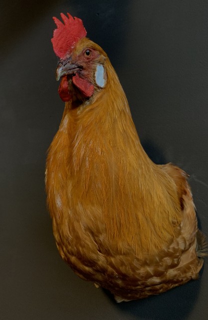 Taxidermy rooster head