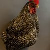 Taxidermy rooster head