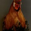 Taxidermy rooster head