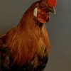 Taxidermy rooster head