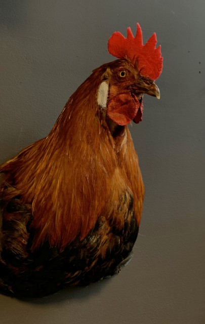 Taxidermy rooster head