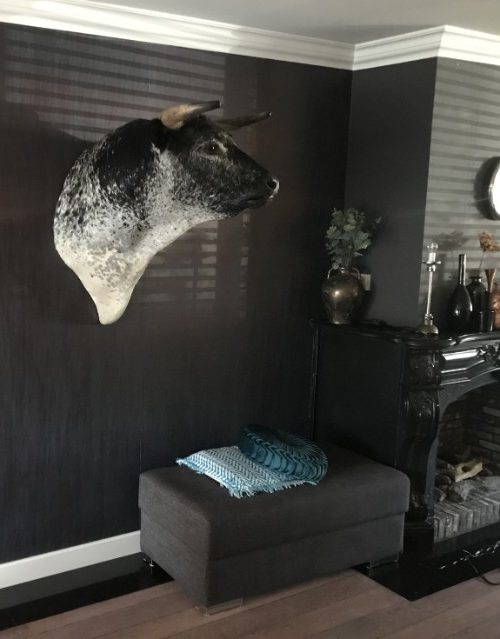 taxidermy Spanish fighting bull