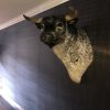 taxidermie Spaanse vechtstier. Opgezette stierenkop