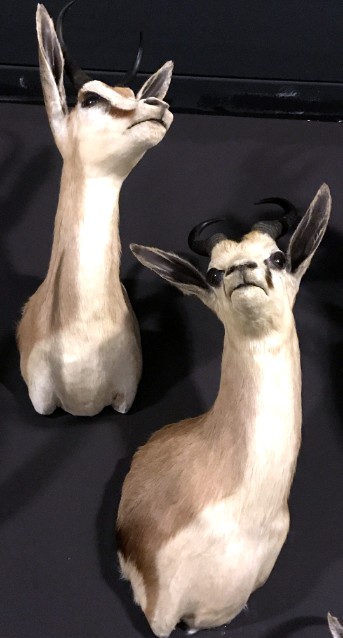 Taxidermy springbok koppen