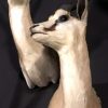 Taxidermy springbok koppen