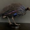 Taxidermy Vulturinum guinea fowl