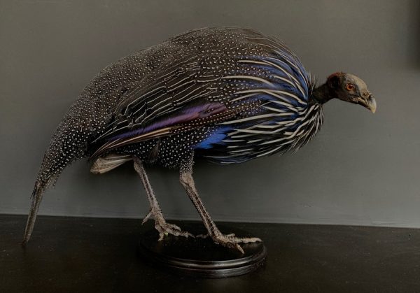 Taxidermy Vulturinum guinea fowl