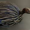 Taxidermy Vulturinum guinea fowl