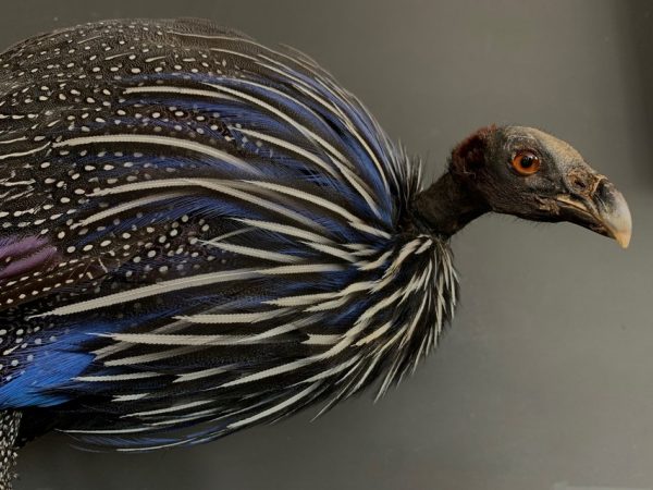 Taxidermy Vulturinum guinea fowl