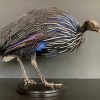 Taxidermy Vulturinum guinea fowl