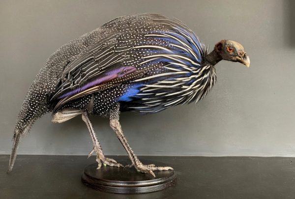 Taxidermy Vulturinum guinea fowl