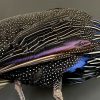 Taxidermy Vulturinum guinea fowl