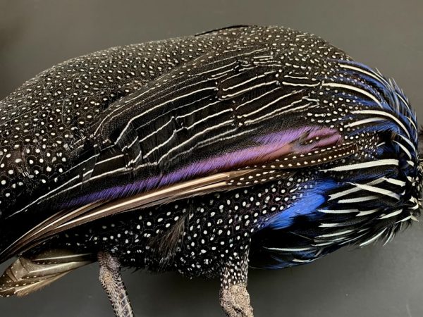 Taxidermy Vulturinum guinea fowl