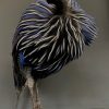 Stylish taxidermy peacock