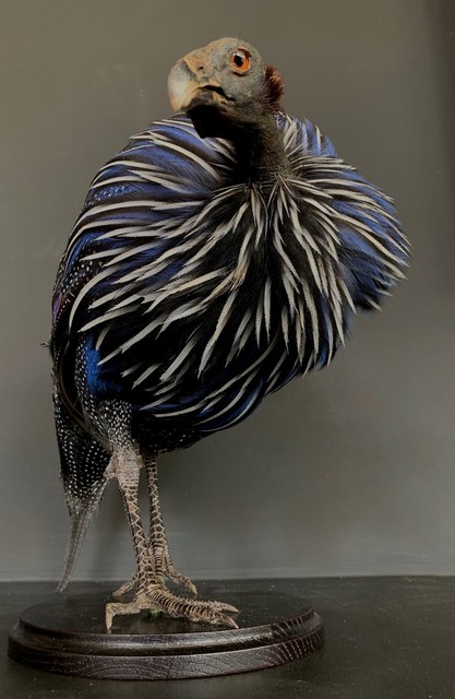 Taxidermy Vulturinum guinea fowl