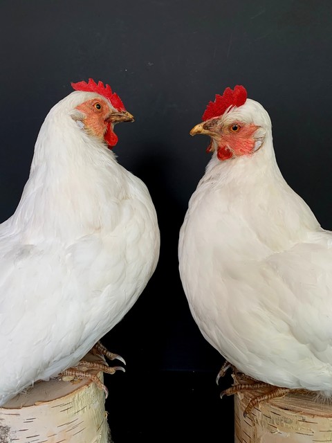 Taxidermy white chicken