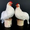 Taxidermy gray Gyrfalcon