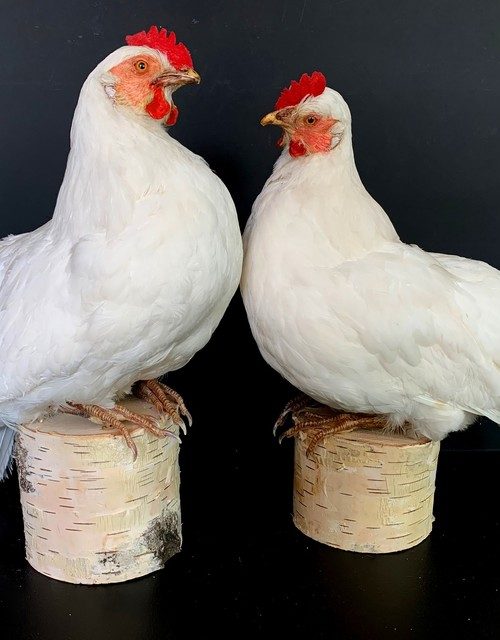 Taxidermy white chicken