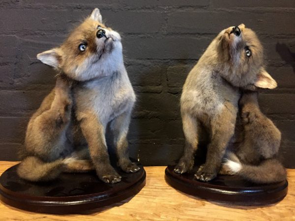 Taxidermy young foxes.