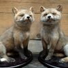 Taxidermy young foxes.
