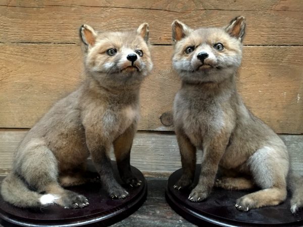 Taxidermy young foxes.