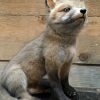 Taxidermy young foxes.