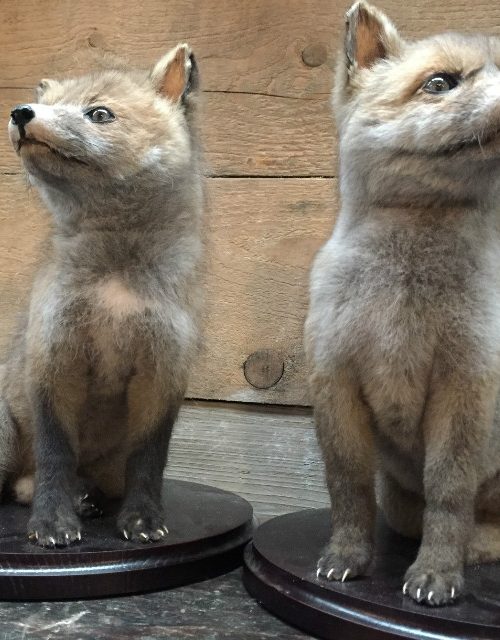 Taxidermy young foxes.
