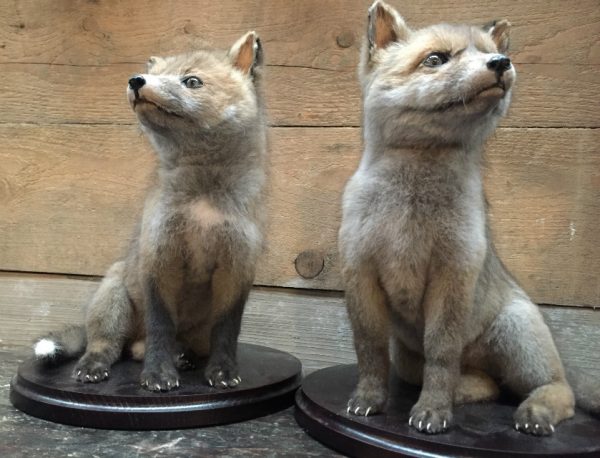 Taxidermy young foxes.