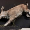 Taxidermy young wild boar