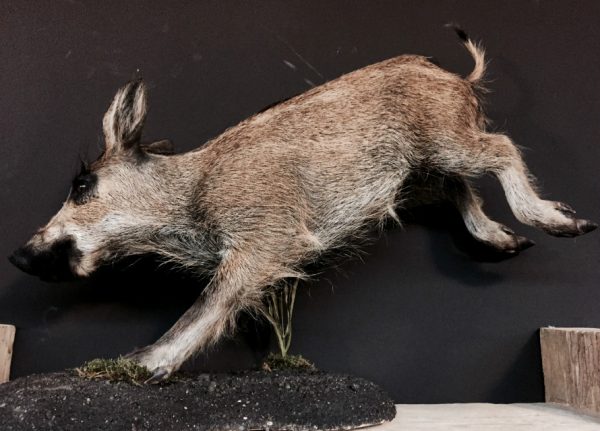 Taxidermy young wild boar