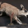 Taxidermy young wild boar