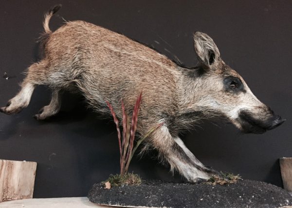 Taxidermy young wild boar