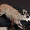 Taxidermy young wild boar