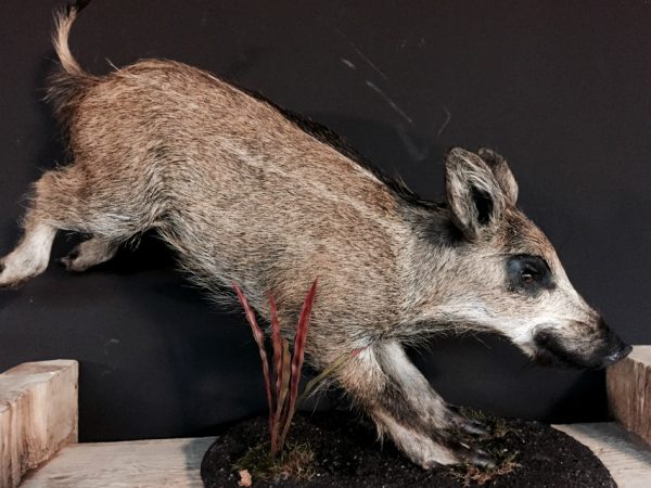 Taxidermy young wild boar