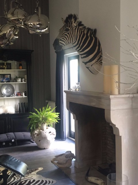 Taxidermy zebra head in nice interior