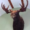 Taxidermy Nyala head