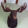 Taxidmery head of a Candadian moose