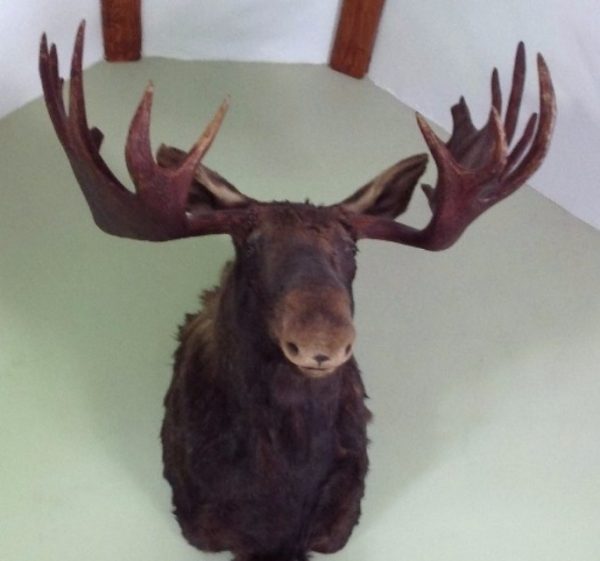 Taxidmery head of a Candadian moose