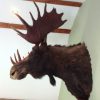 Taxidmery head of a Candadian moose