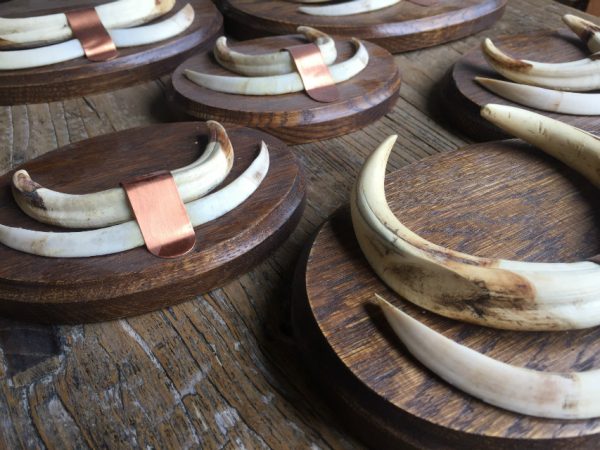 Teeth of warthogs that are mounted on unique solid oak planks.