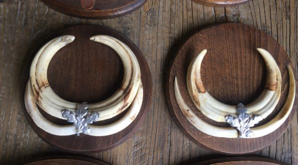 Teeth of warthogs that are mounted on unique solid oak planks.