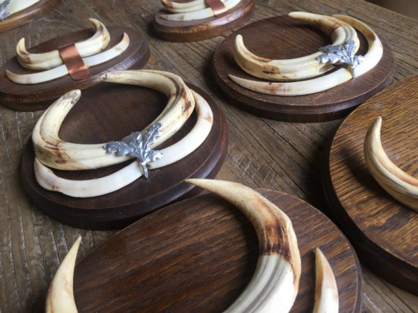 Teeth of warthogs that are mounted on unique solid oak planks.