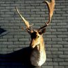 Trophy head of a fallow deer