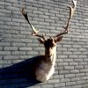 Trophy head of a fallow deer