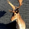 Trophy head of a fallow deer