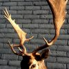 Trophy head of a fallow deer